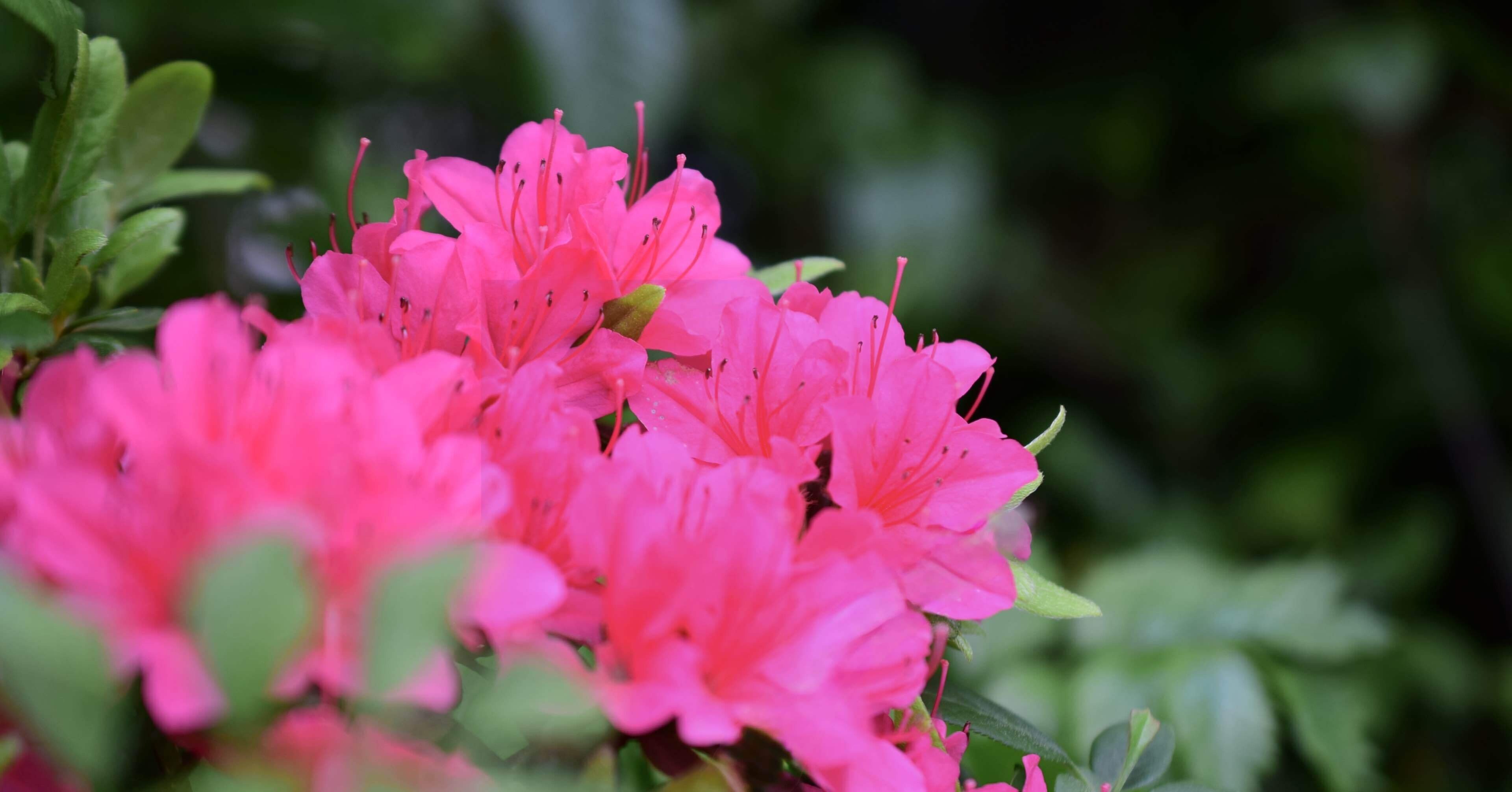 春を喜ぶ庭の花〜Nikon D5300＋単焦点マクロで撮ってみた｜SuzukenSambar
