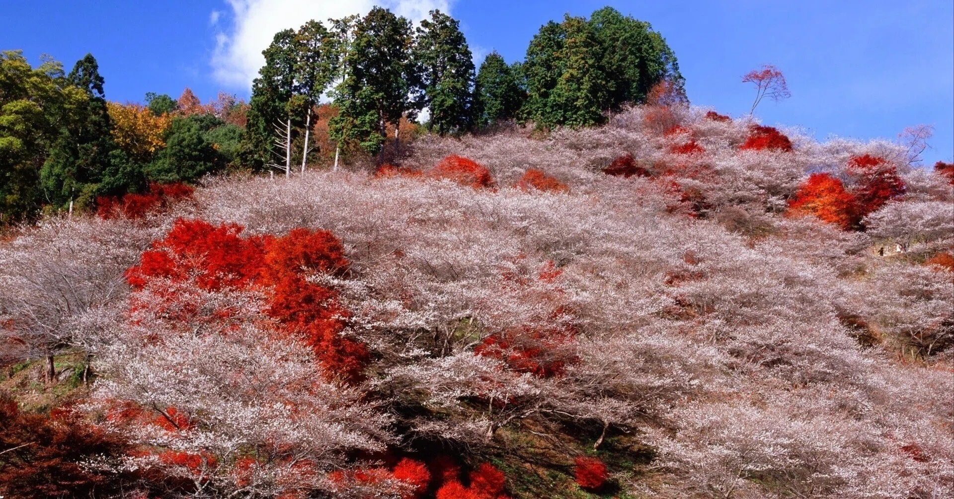 違和感だらけの風景、でも綺麗だよ～ ～撮影旅行よもやま話集～｜綺麗 