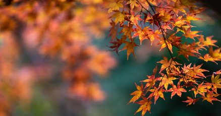 秋の風景」の人気タグ記事一覧｜note ――つくる、つながる、と