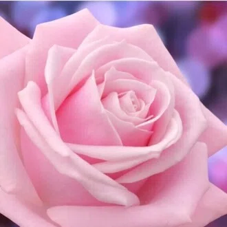 Pink Color Rose Note Rose|note