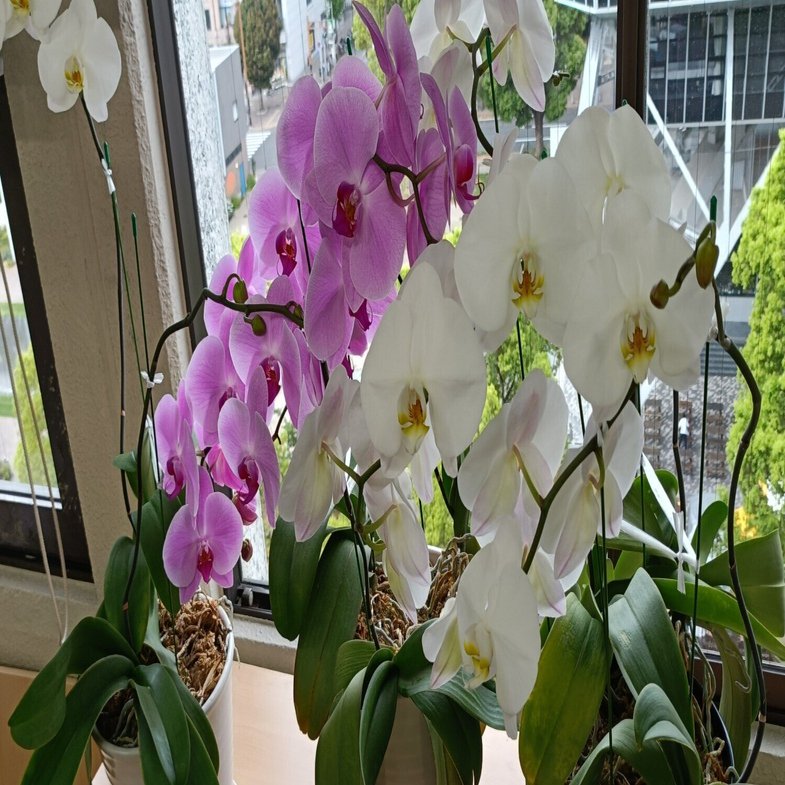 もらった胡蝶蘭が4回目！開花しました｜ADPUB