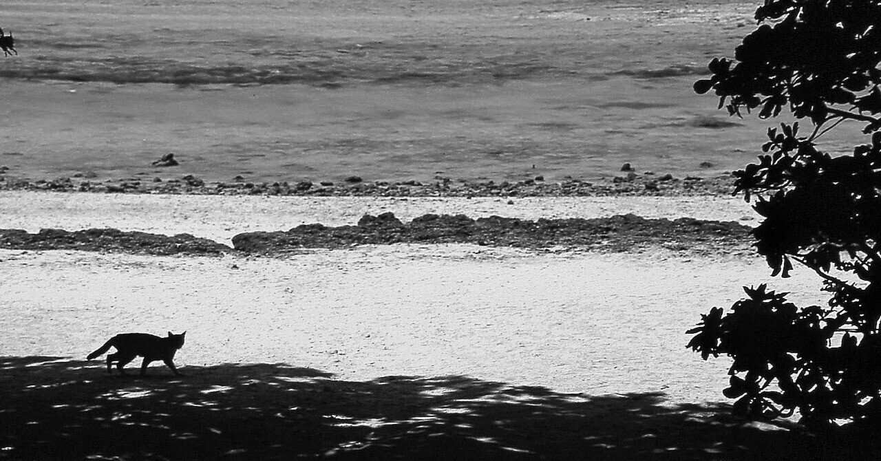 人気 八重山で撮った懐かしいフィルム写真│竹富島｜夏と放し飼い 絵画