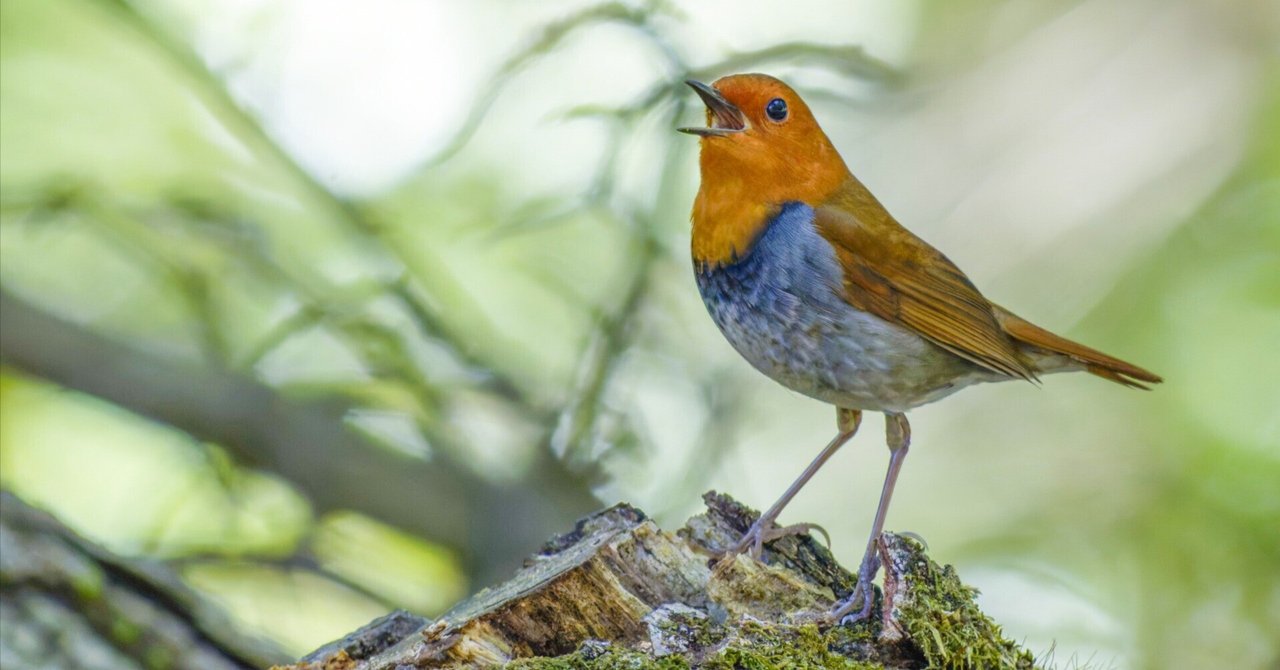 3041 外国切手 マン島 1980 鳥 ミソサザイ ヨーロッパコマドリ2種完