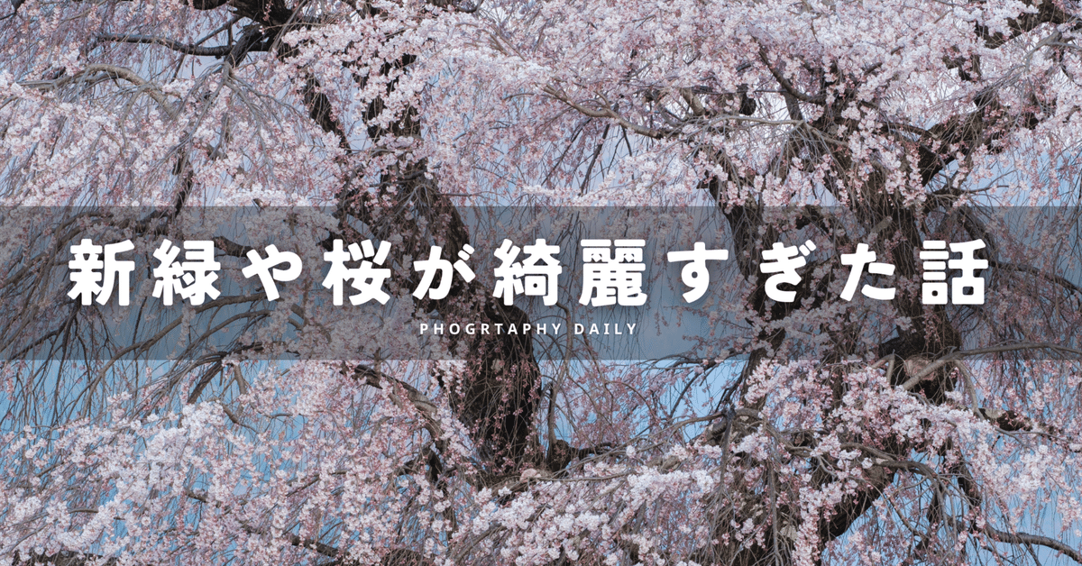 桜散る 桜散る祇園白川のほとり(101) – WePhoto