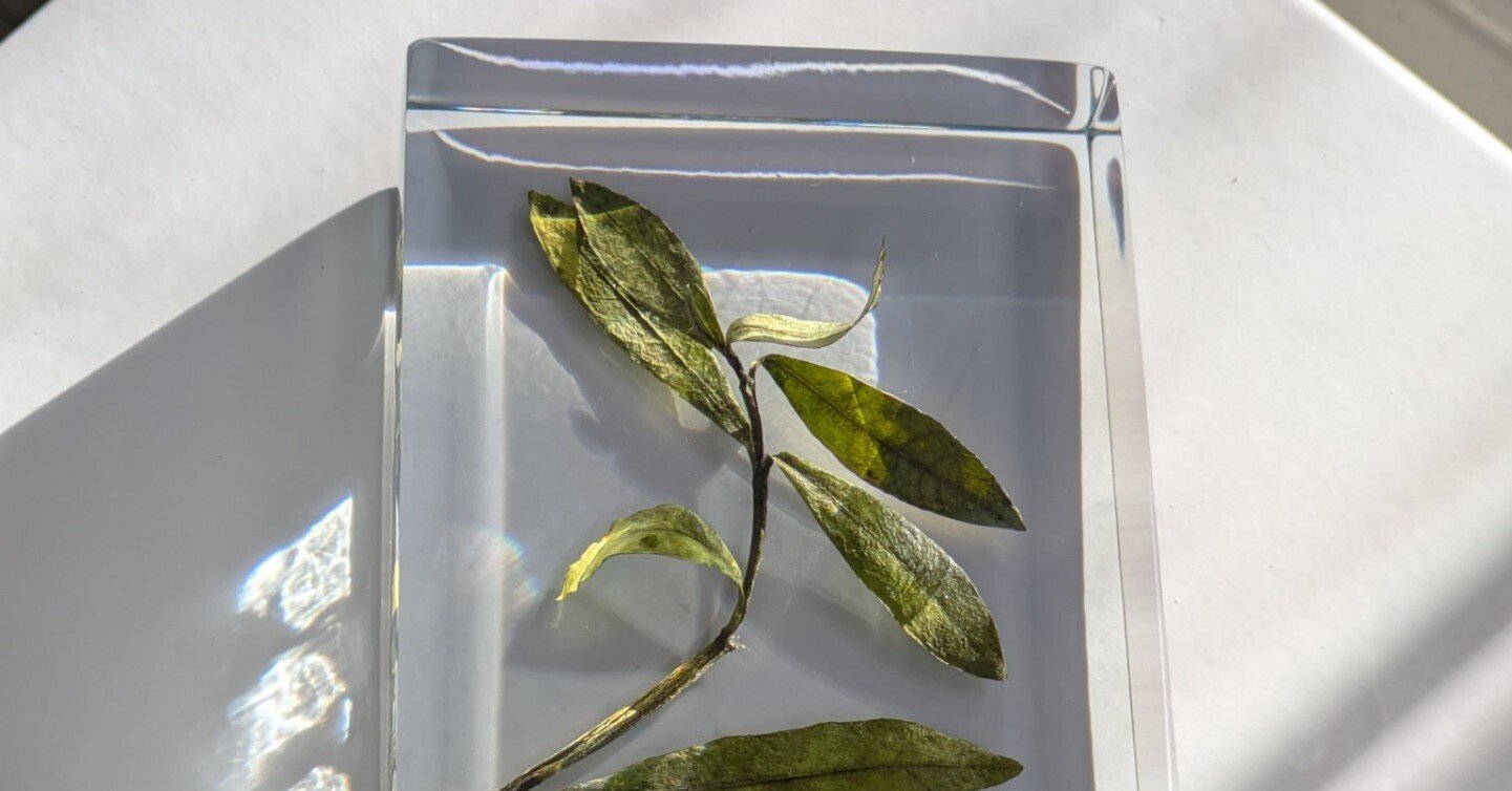 標本について｜AtelierΦ