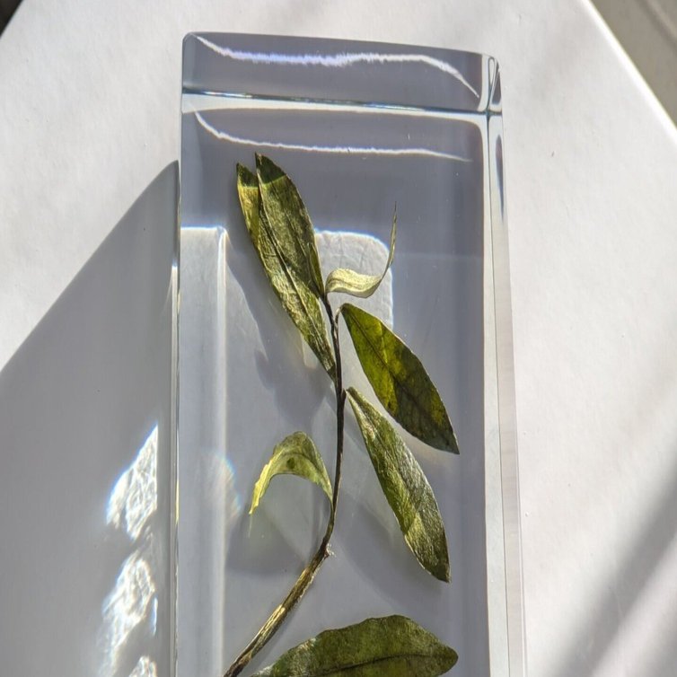 標本について｜AtelierΦ