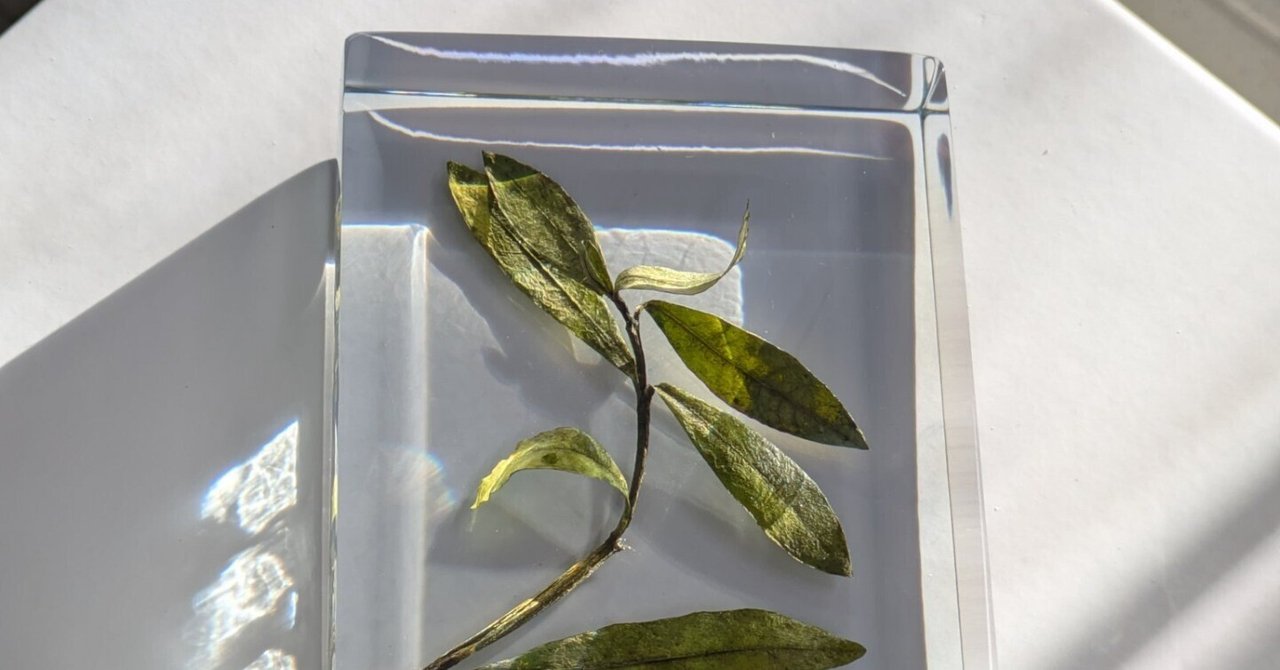 標本について｜AtelierΦ