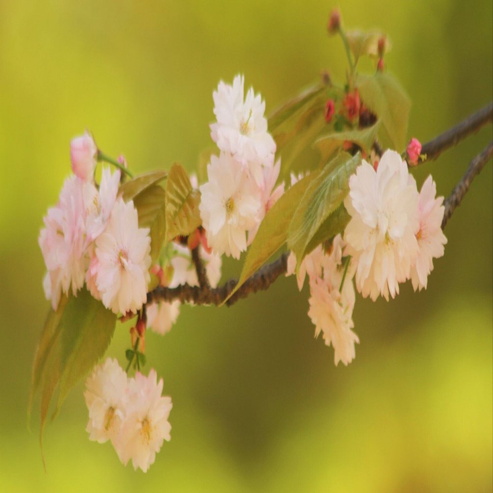 桜便り＞奈良の八重桜｜清愁