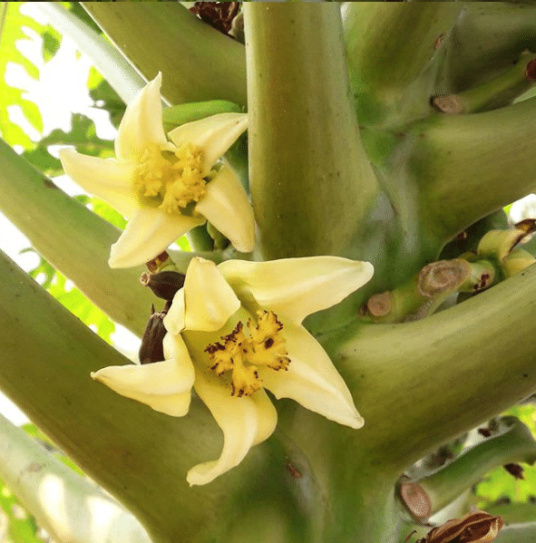 パパイヤの実 の新着タグ記事一覧 Note つくる つながる とどける