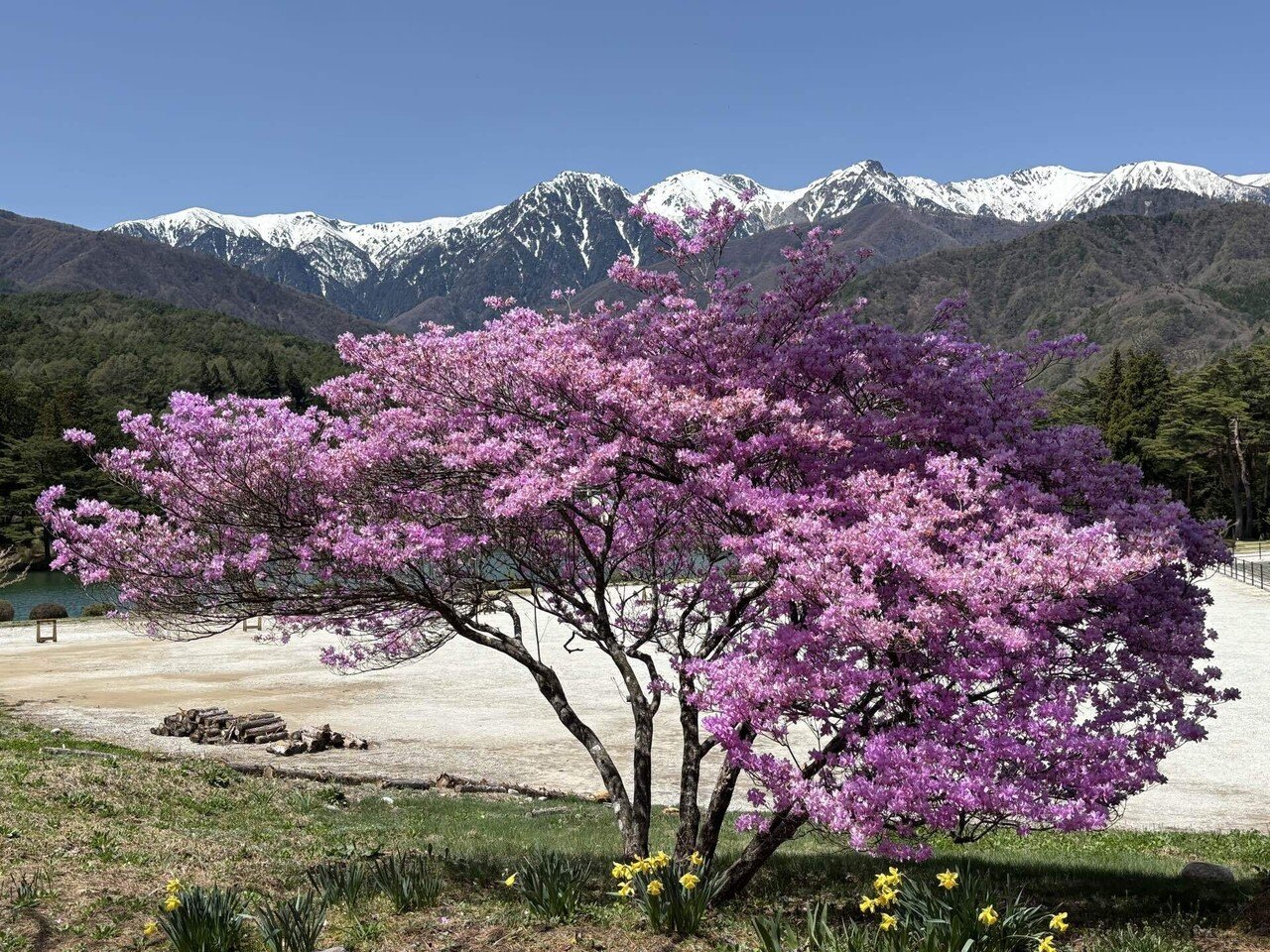 ツツジ速報81 千人塚公園｜sasayan