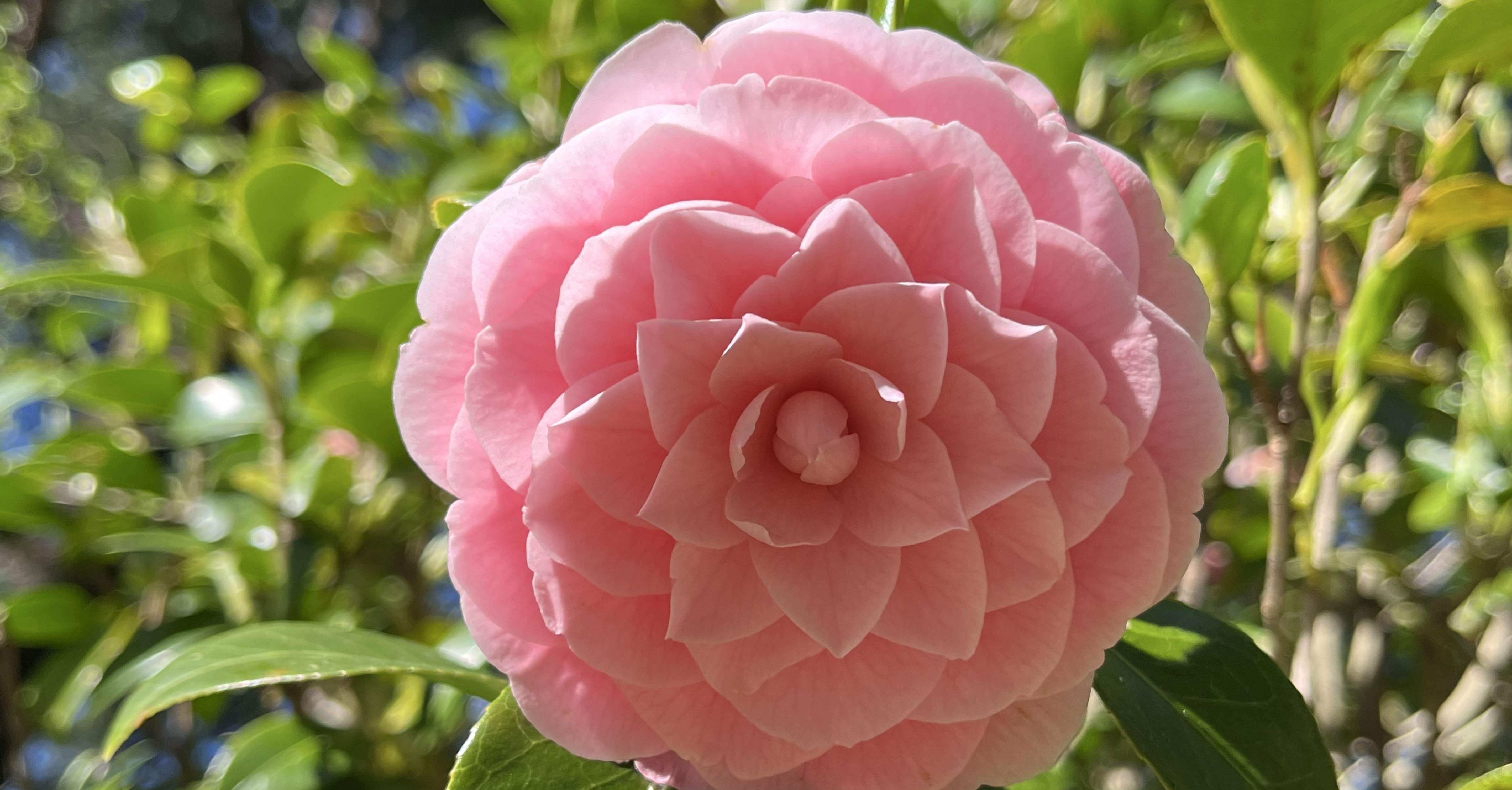 みっちーミッチー｜ワズコ