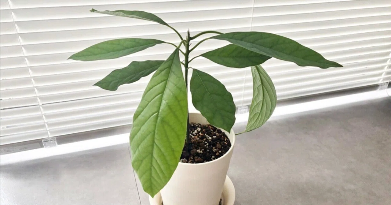 アボカドを種から立派な観葉植物に育てる方法｜ツバメ