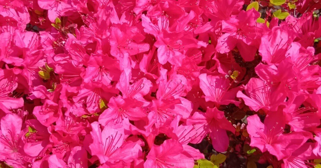 怒涛のようにサツキが咲いてた｜haruka