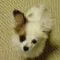 穂音いづみ（ほのん　いづみ）