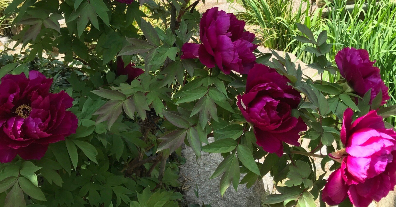 阿波野青畝全句集 花神社 本 阿波野青畝全句集 花