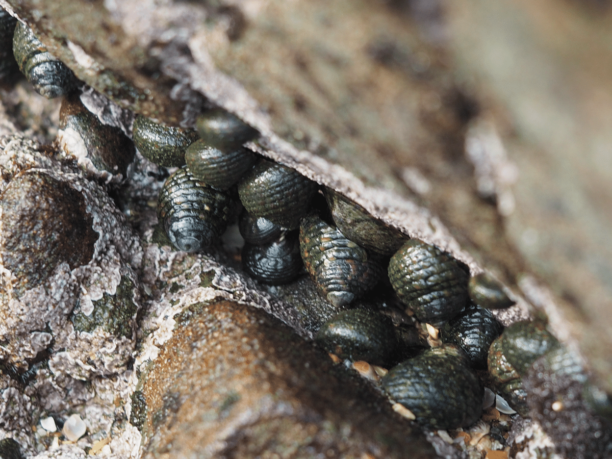 南の島の巻き貝ヤドカリの仲間非常に大きい