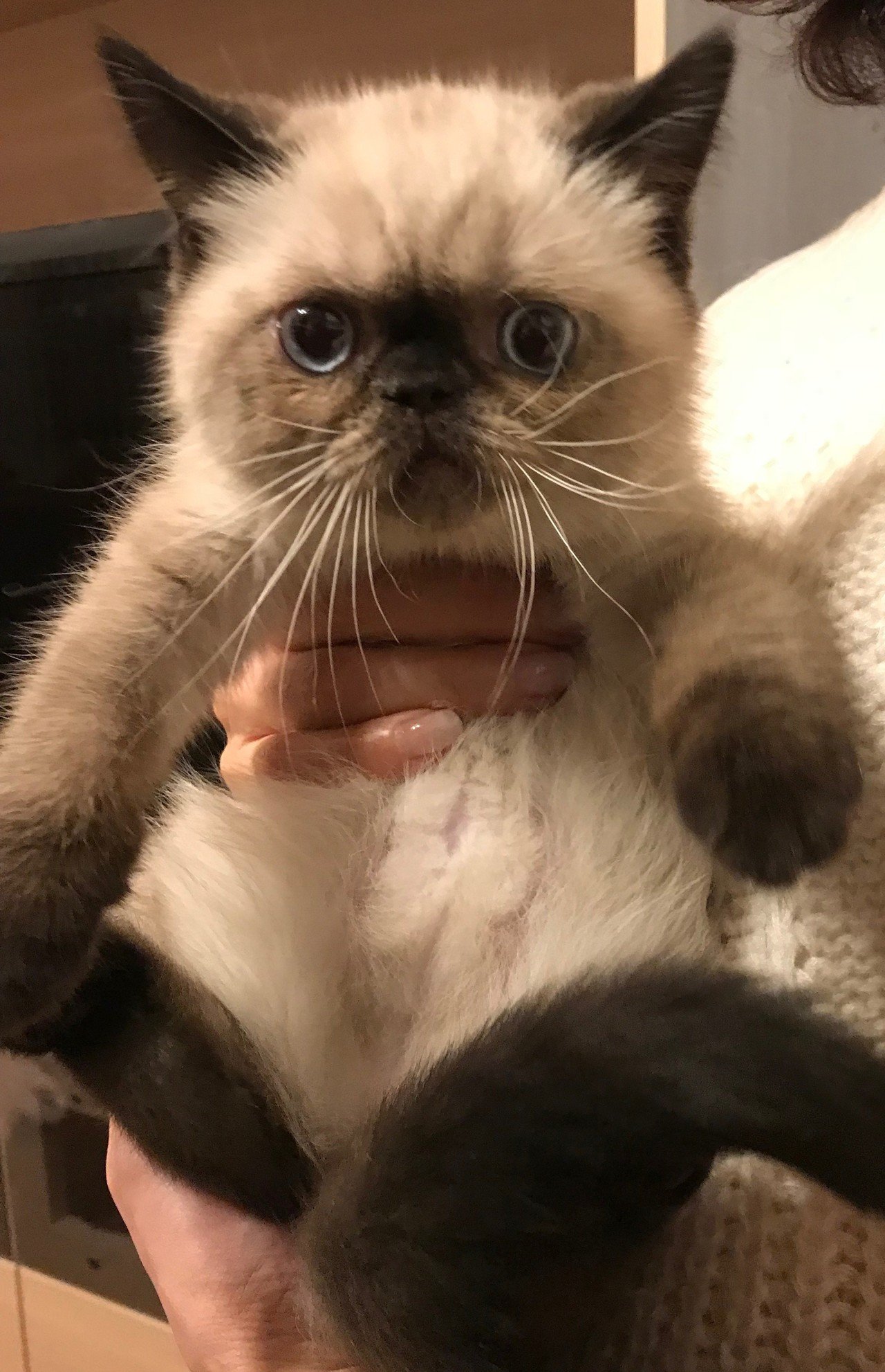 うちのネコ エキゾチックショートヘアのビビちゃん 画像有り 田中亮一郎 埼玉県越谷市のホームページ集客屋 Babymetal好き Note うちのネコ エキゾチックショートヘアのビビちゃん 画像有り 田中亮一郎 埼玉県越谷市のホームページ集客屋 Babymetal好き Note