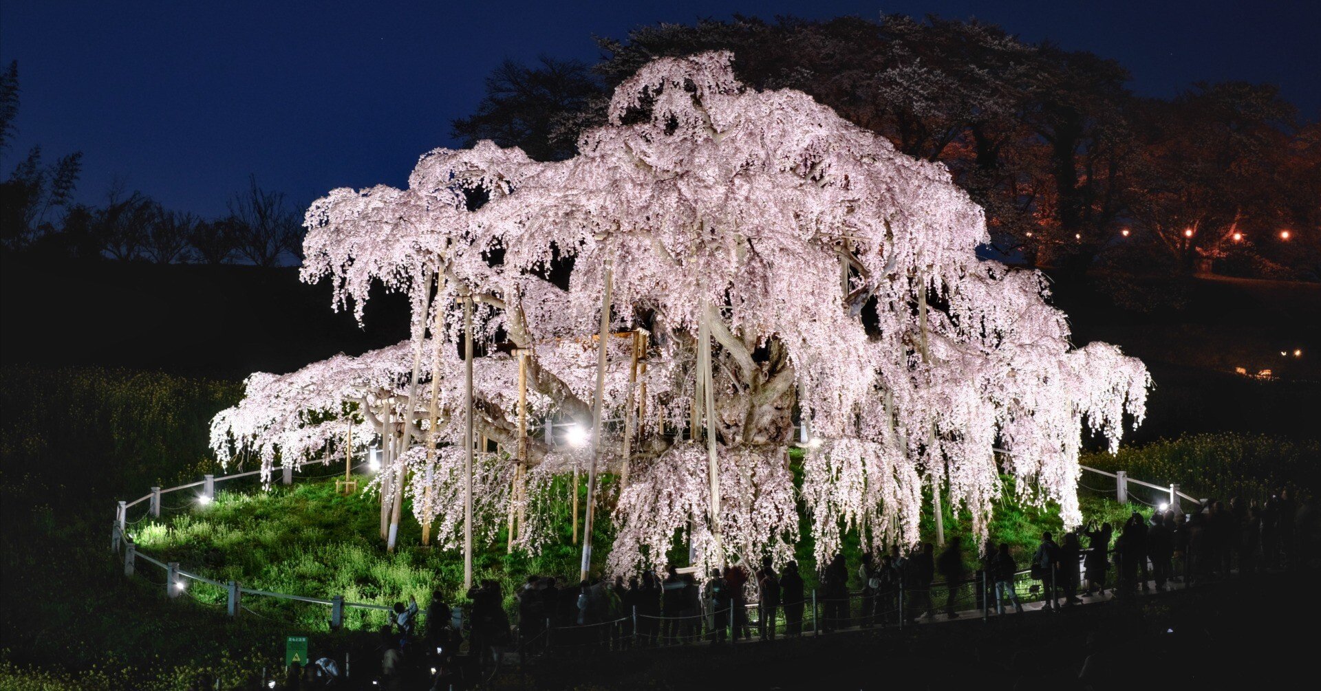 2025春】三春滝桜＆郡山の桜たちに今年も会いに行ってきた｜RiverMail