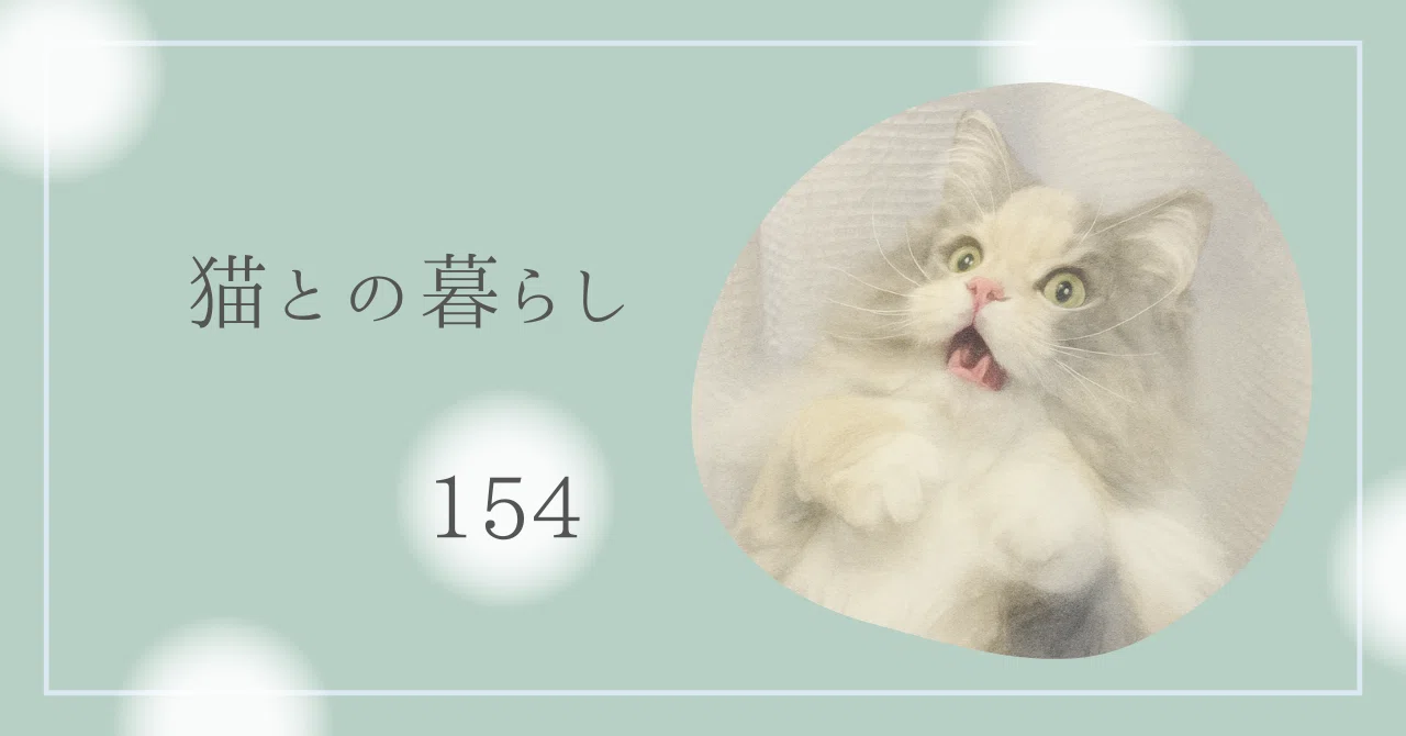 猫の呼び方：名前をどう呼びますか？呼び捨て？ちゃん付け？さん付け 