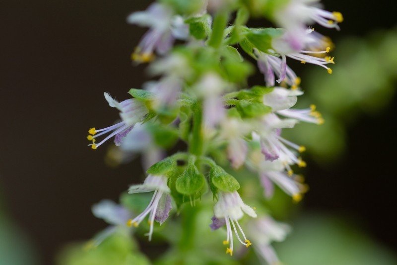日本人旅行者に人気の食材にも花が咲いた ガプラオ タイでどこにでも咲く花 19 Masayuki Saito Note