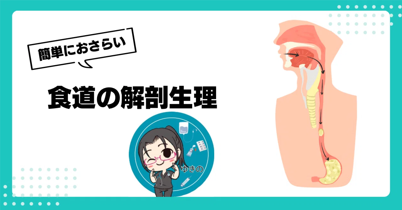 【簡単におさらい】食道の解剖生理|看護師 ゆきの
