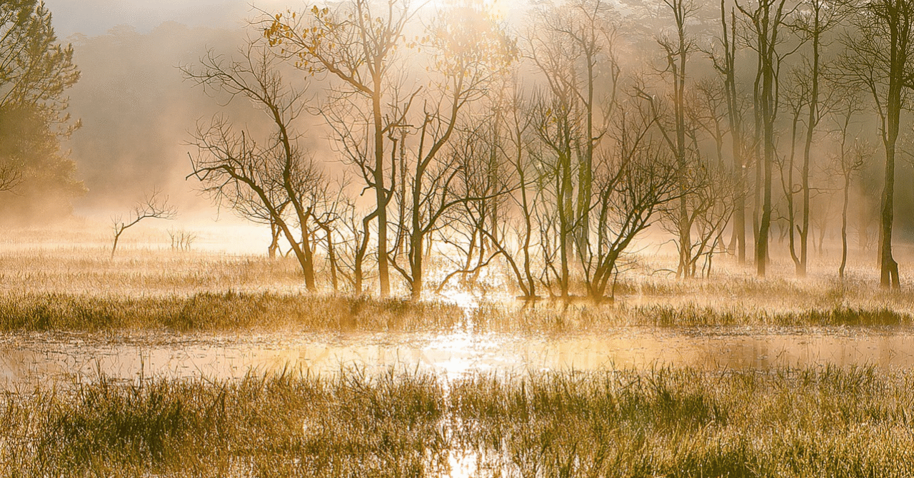 Картинки к стихотворению. Есенин топи. Топи да болота Есенин. Сергей Александрович Есенин топи да. Есенин болота. Картинки к стихотворению. Есенин топи. Топи да болота Есенин. Сергей Александрович Есенин топи да. Есенин болота.