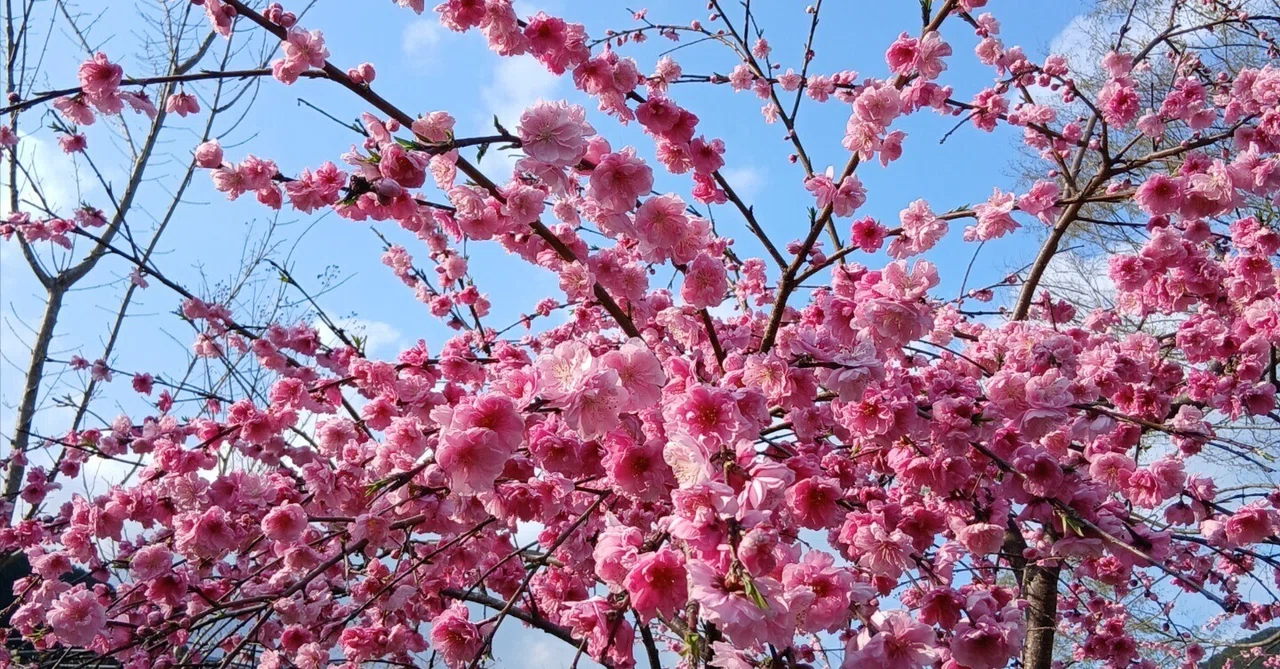 モモの花ウォッチング2025｜さわたりさとる