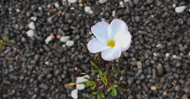 ドラえもん短歌 重版決定 チャーミングじろう先輩の漫画 穂村笹枡野 などの一日 Kurukeredo 枡野浩一 Koichi Masuno Note