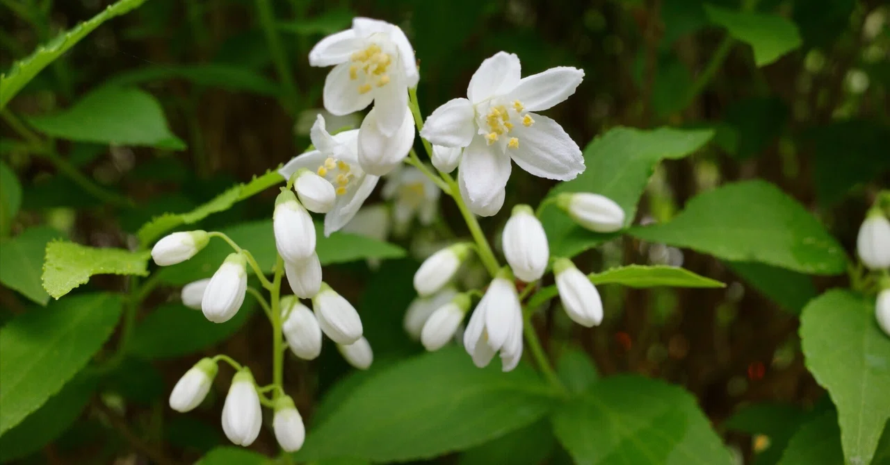 界羽花／3月お取り置き 写真】いつもの散歩道の花 2025.4.第3・4週 | ヒメウツギが開花