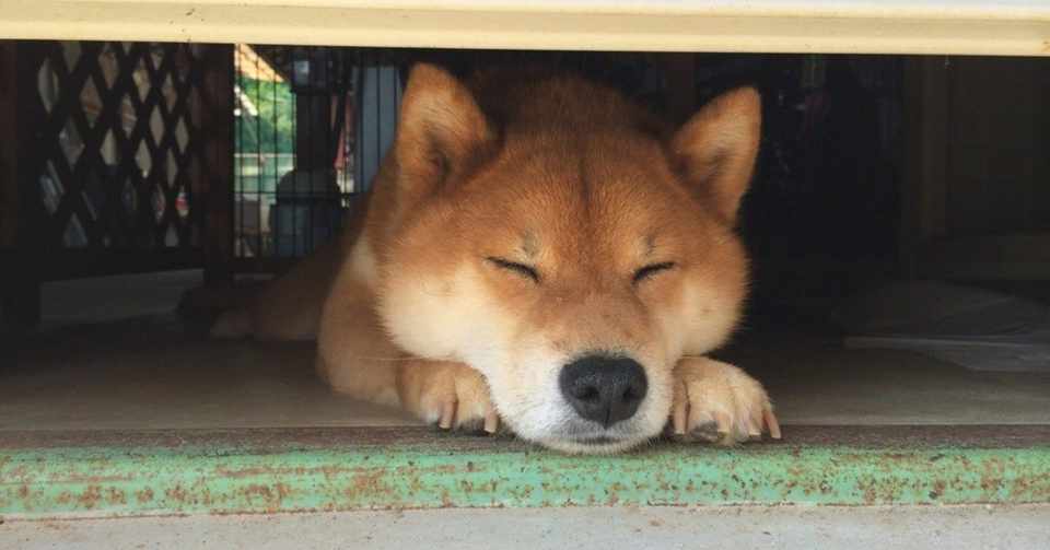 犬の話 ちゅるそば Note