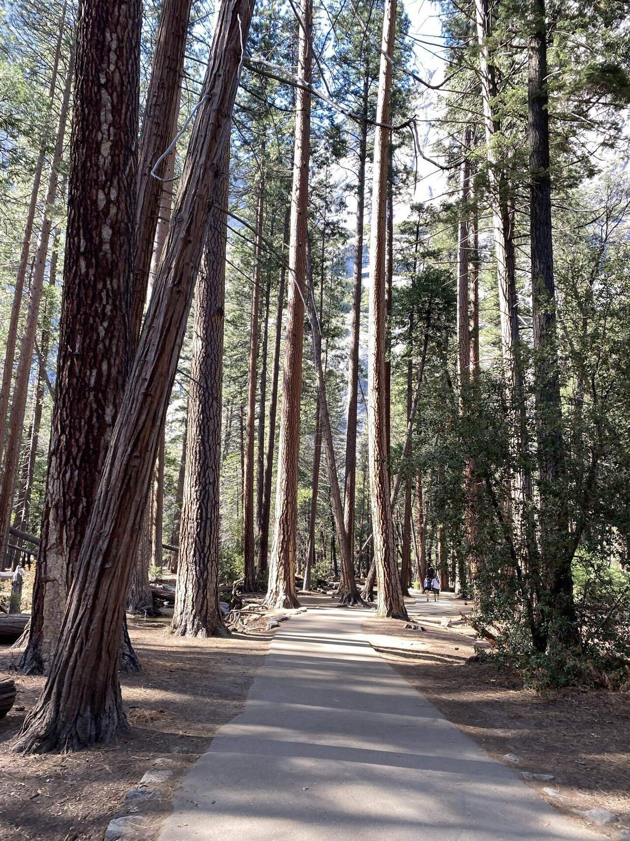 TRAVEL①：Yosemite National Park ~ヨセミテ国立公園/ヨセミテ