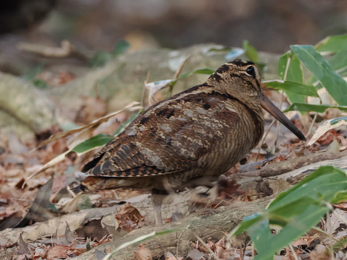 森林の神秘の野鳥 ヤマシギ|くまごろう