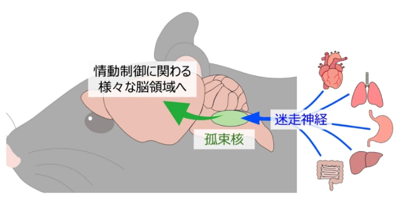 「孤束核」を読み解く｜早川昌幸