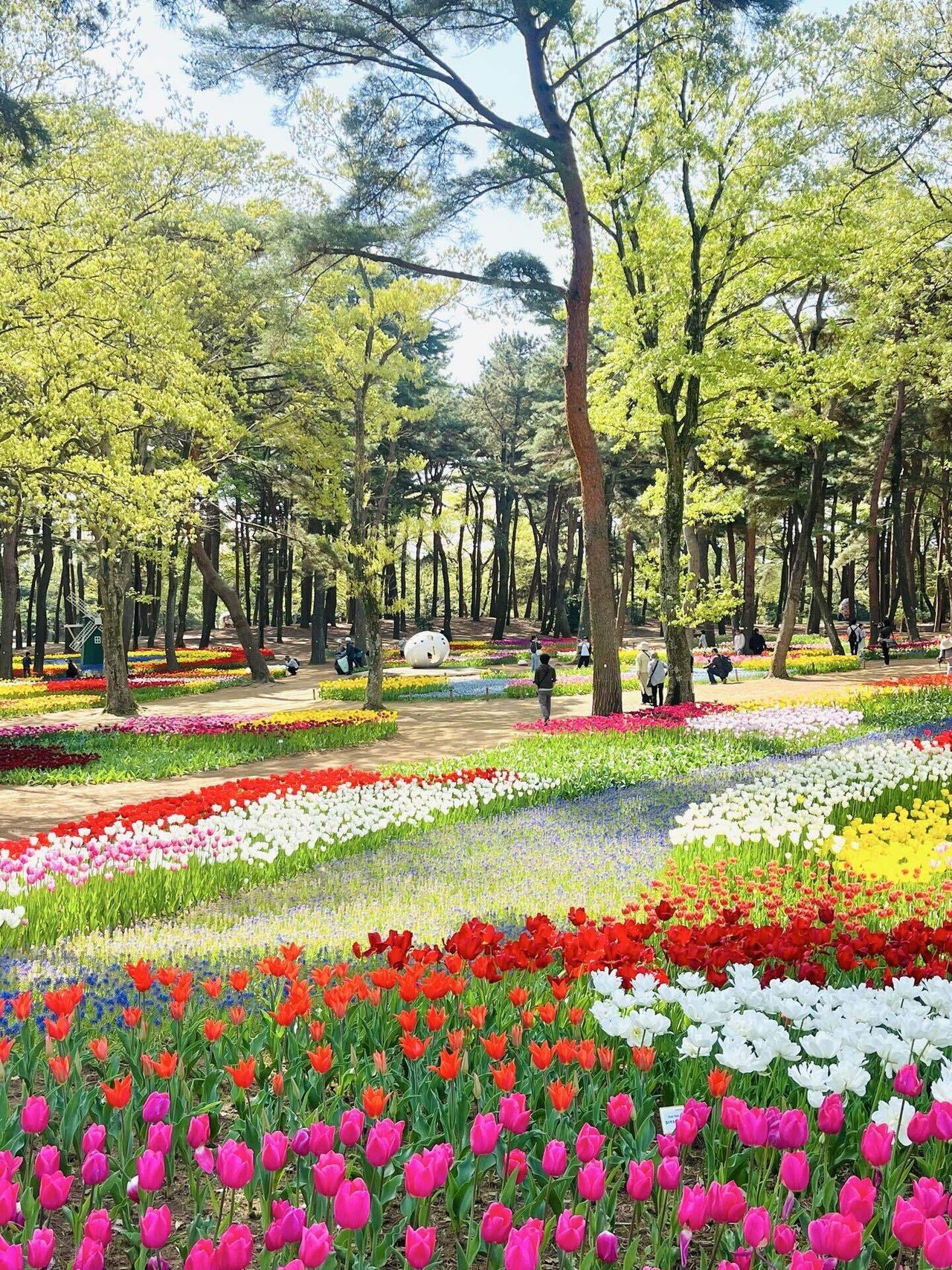 ネモフィラ畑を見に、ひたち海浜公園へ｜細井美波｜フードスタイリスト