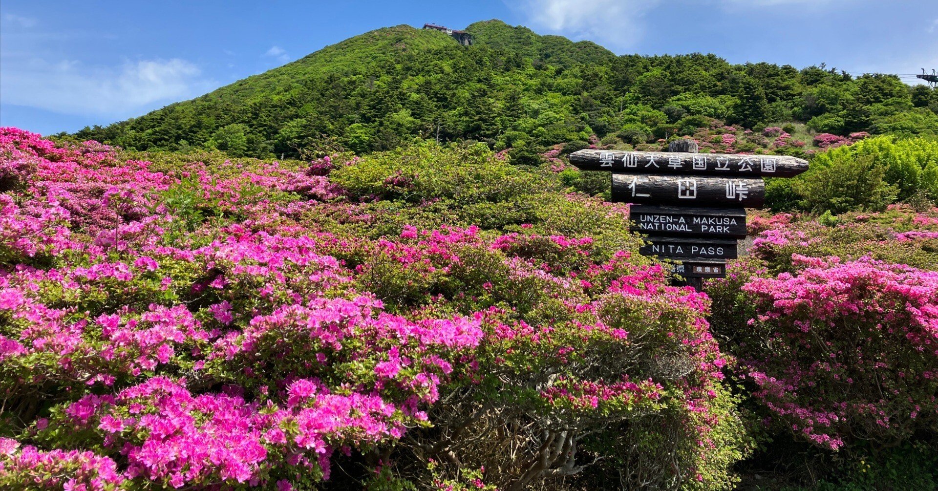 九州の火山地帯に咲くミヤマキリシマ【長崎県・雲仙】｜火山女子くら