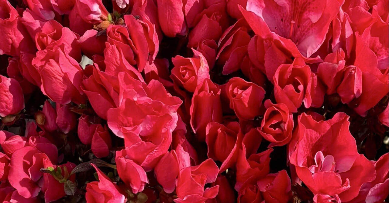 🌺春の鮮やかな花〜サツキ✨|からぽこ(karapoco) 🌺春の鮮やかな花〜サツキ✨|からぽこ(karapoco)