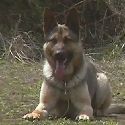 Furu