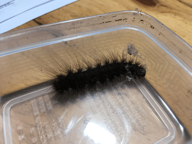毛虫を学校に持って行ってみた Day1 Haru Note 毛虫を学校に持って行ってみた Day1 Haru Note
