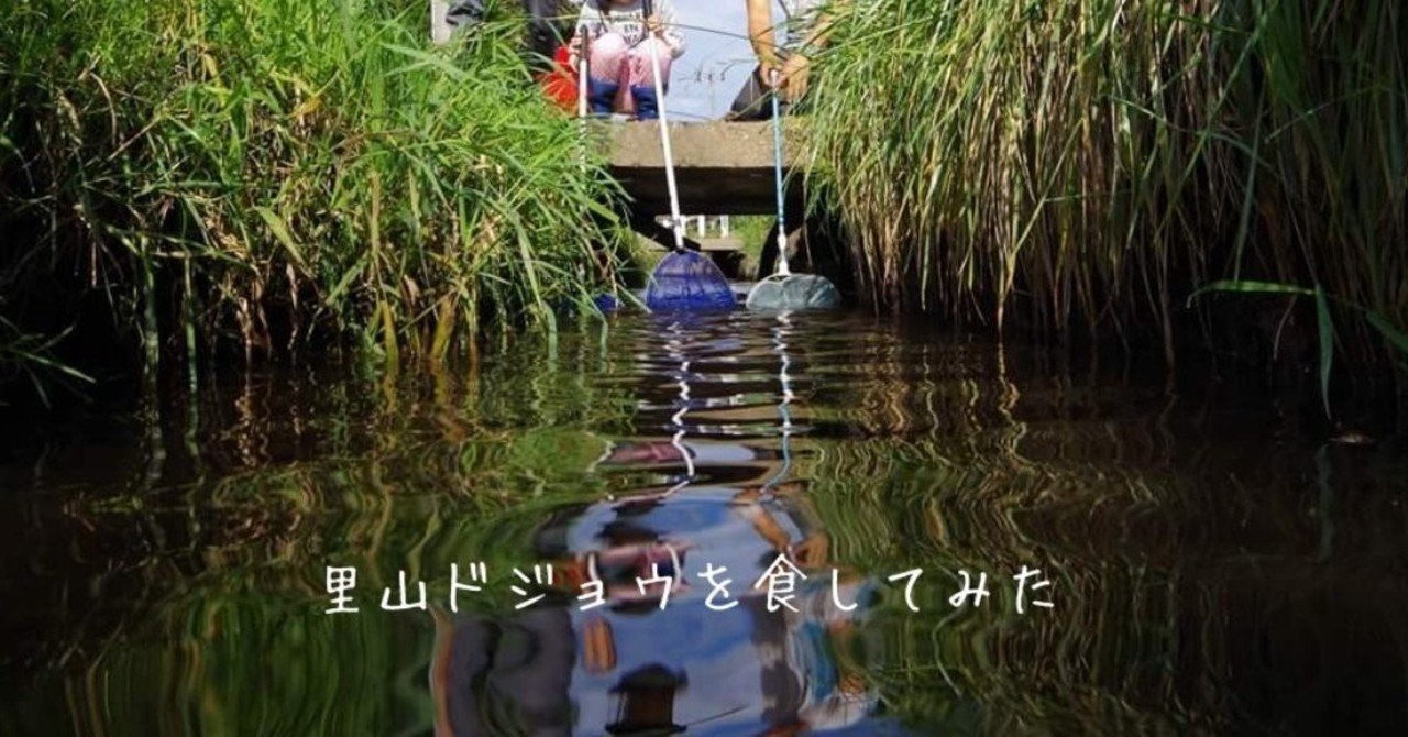 里山ドジョウを食してみた 八戸市自由研究ラボラトリー Note