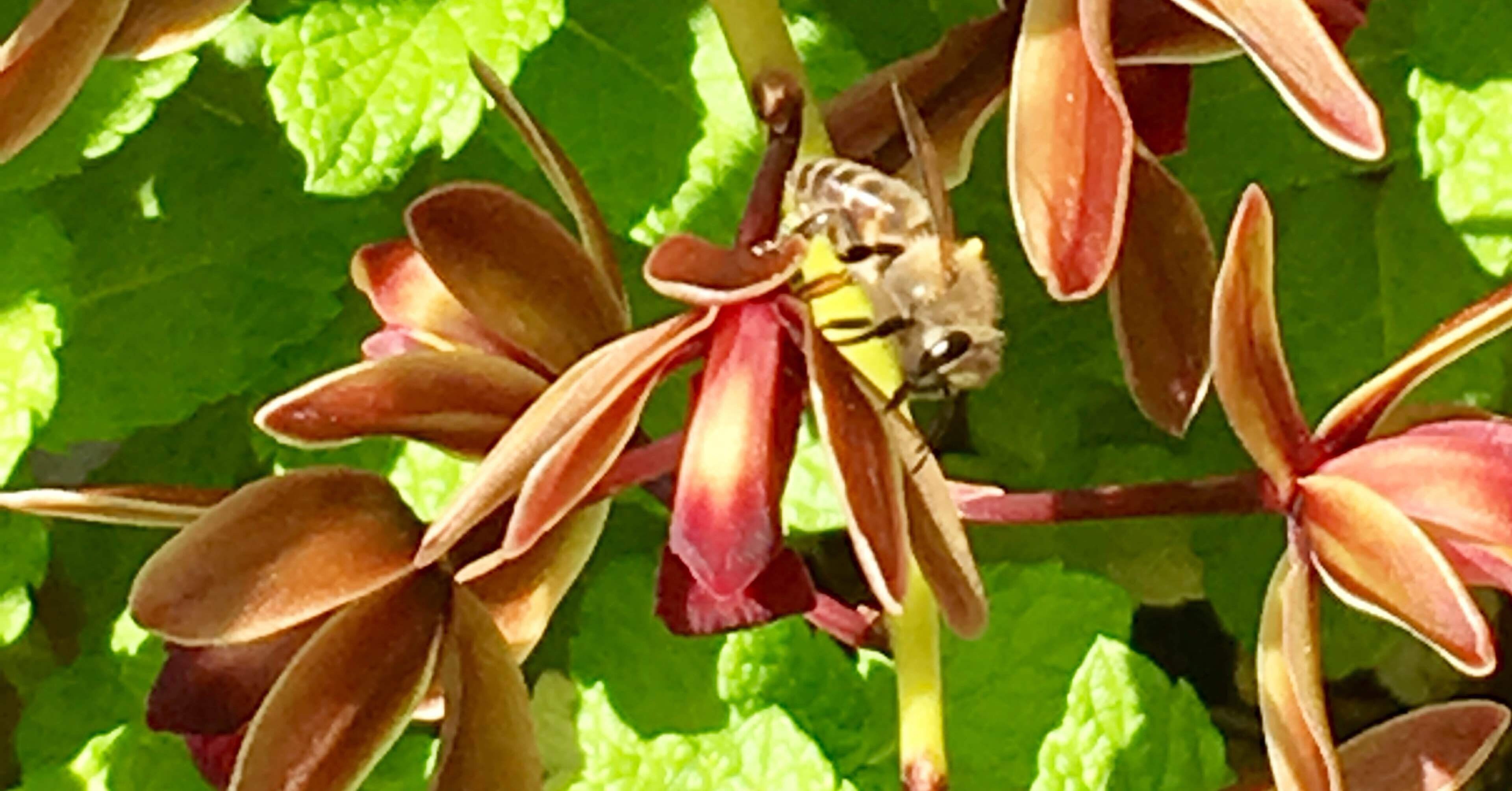 ニホンミツバチ🐝を誘い込むには？ ② キンリョウヘン vs 誘引剤