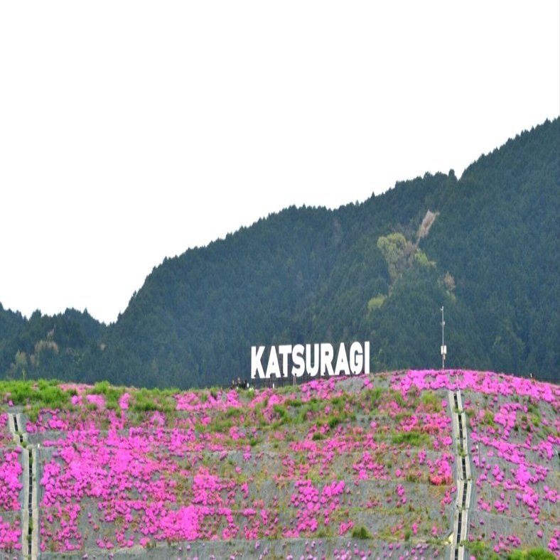 奈良の芝桜｜uronn