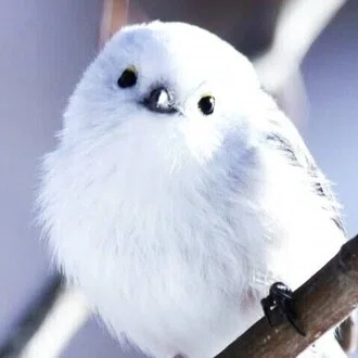 シマエナガ