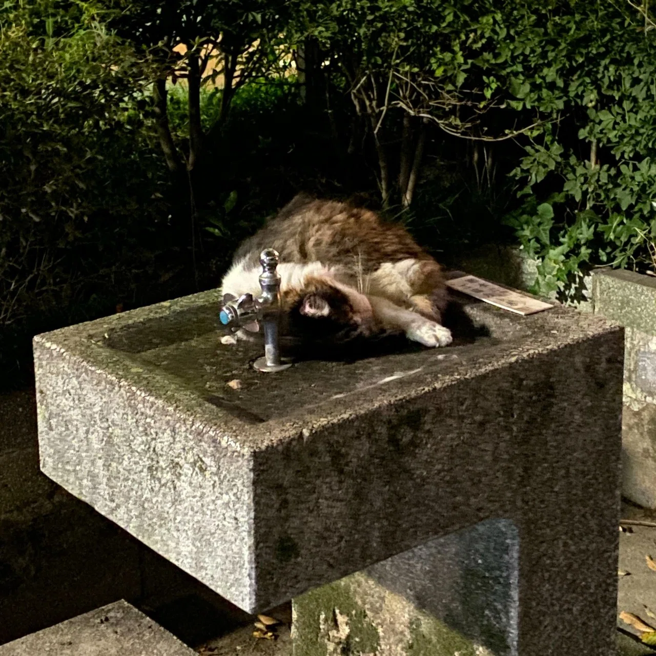 生まれて初めてガチの野良猫を保護した話①｜あさのますみ｜note