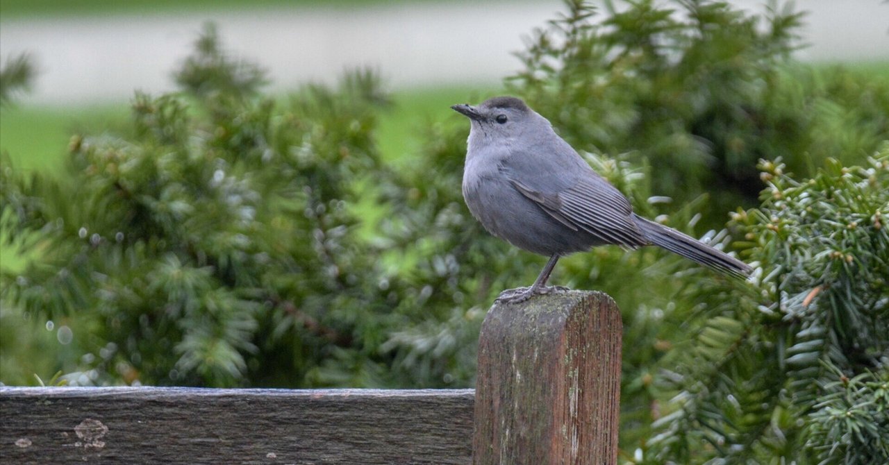 シカゴでバードウォッチング！】 Gray Catbird ネコマネドリ