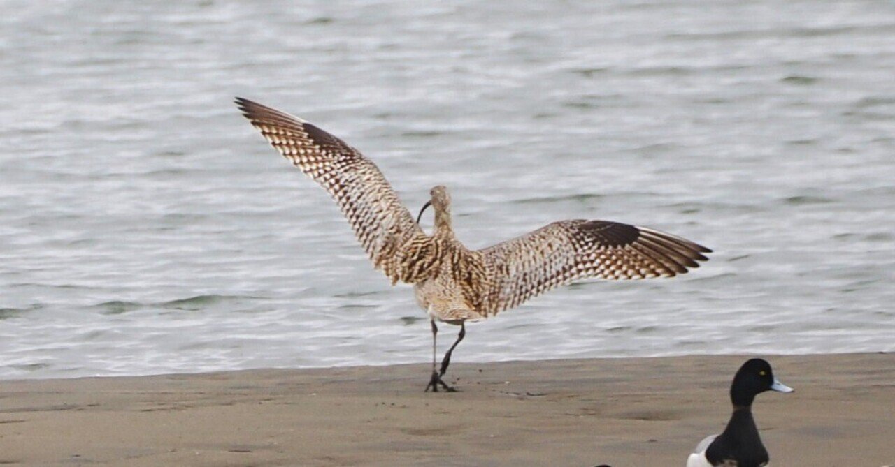 海沿いの公園で探鳥：夏鳥の声とカニ捕り名人｜もずきち