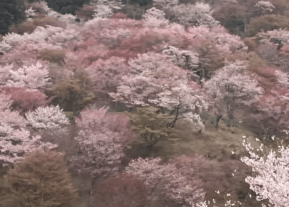 奈良① 吉野千本桜へ｜ラララ