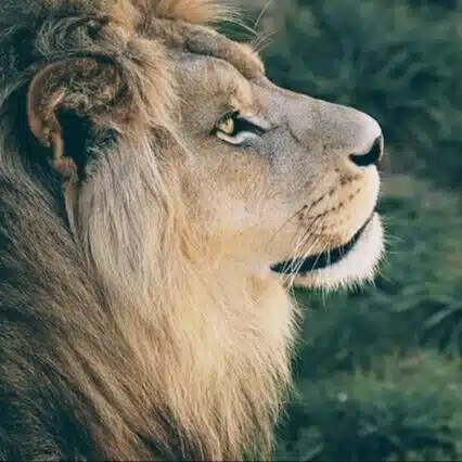 LEO