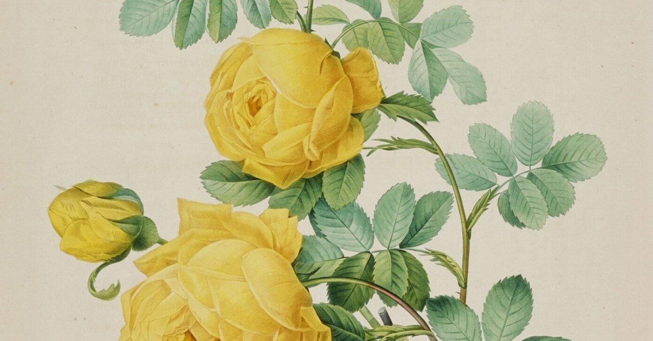 138．絵の前に立つ：ピエール＝ジョゼフ・ルドゥーテ《薔薇》――理想