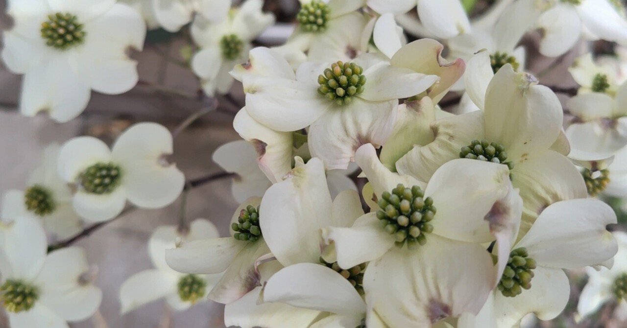 今日の花#6 ハナミズキ｜ジャスミンティータイム