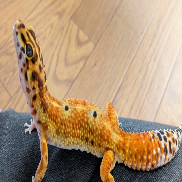 レオパ、ニシアフ温度について｜シャイン(やまもトカゲモドキ)